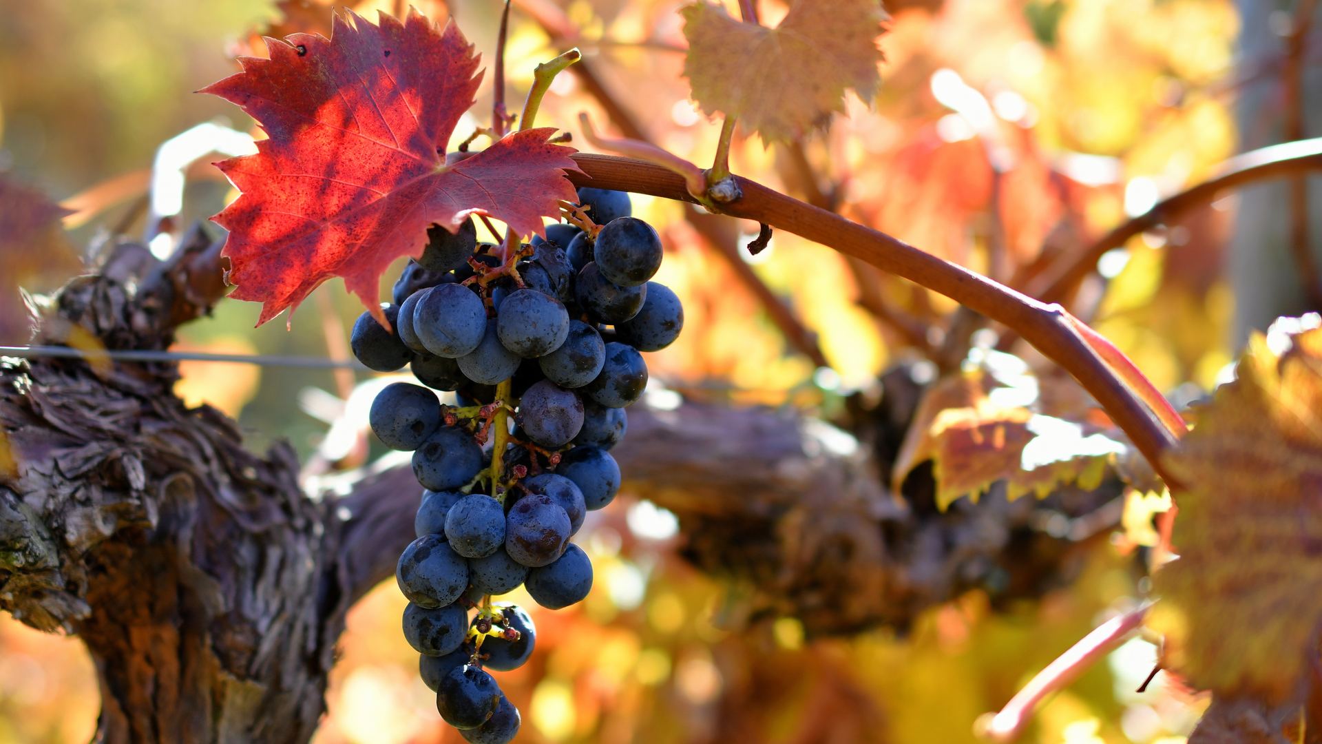 Bunch of black grapes on volcanic soil